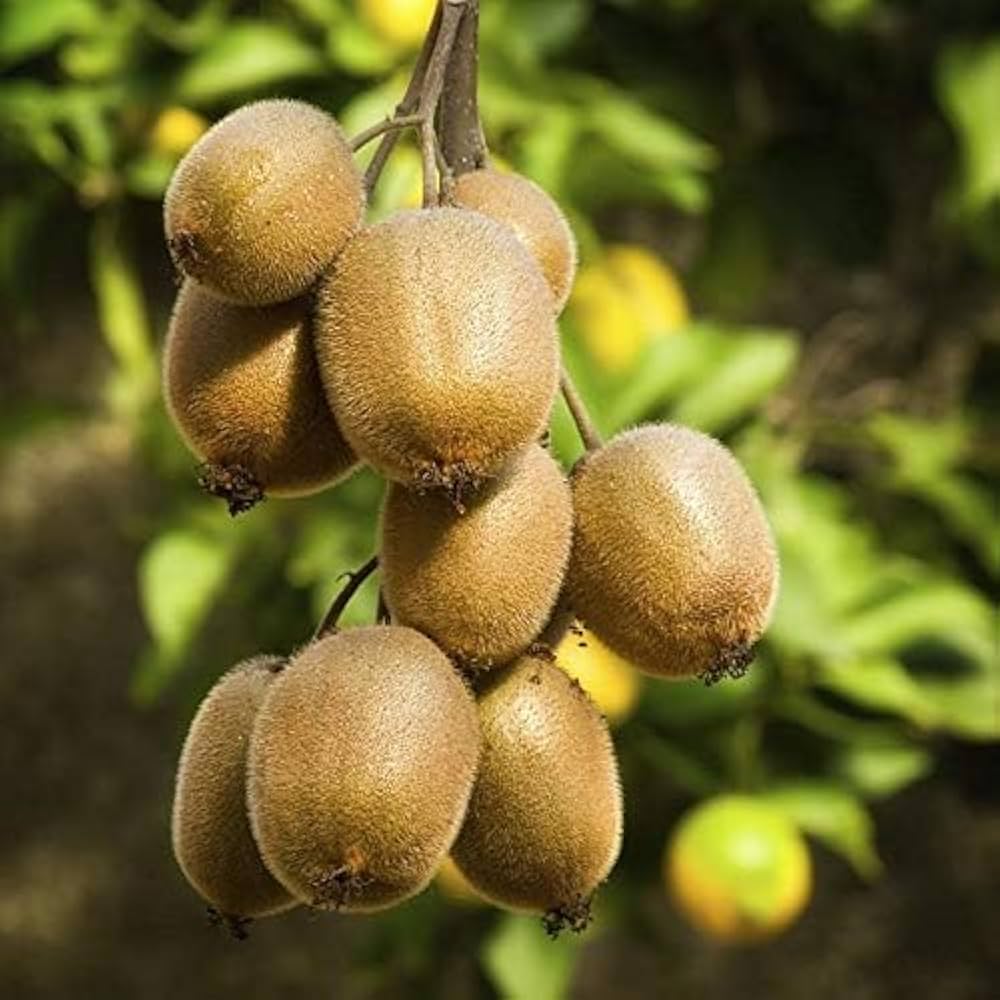 Chinese - Actinidia for planting in home garden